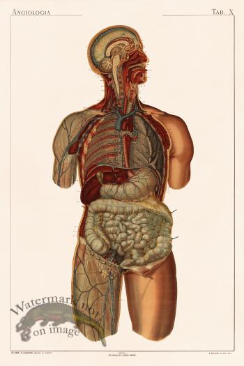 Laskowski Anatomy 10
